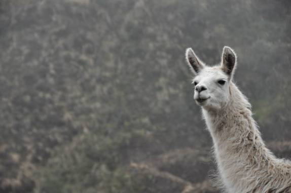 Encontro com lhamas na subida dos Andes na Carretera Transoceanica, em direção à Cusco, no Peru